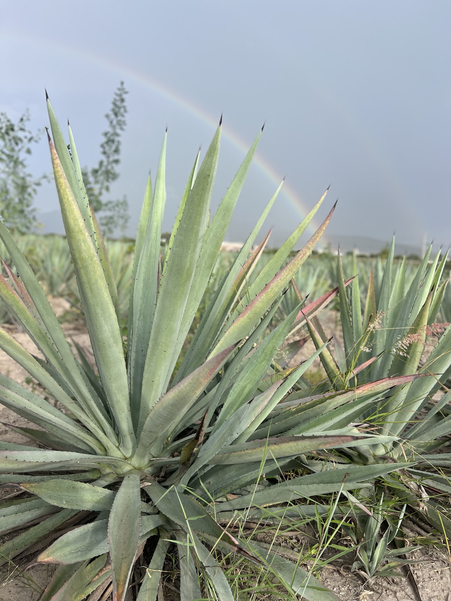 Campo de agave Espadín en Oaxaca al amanecer