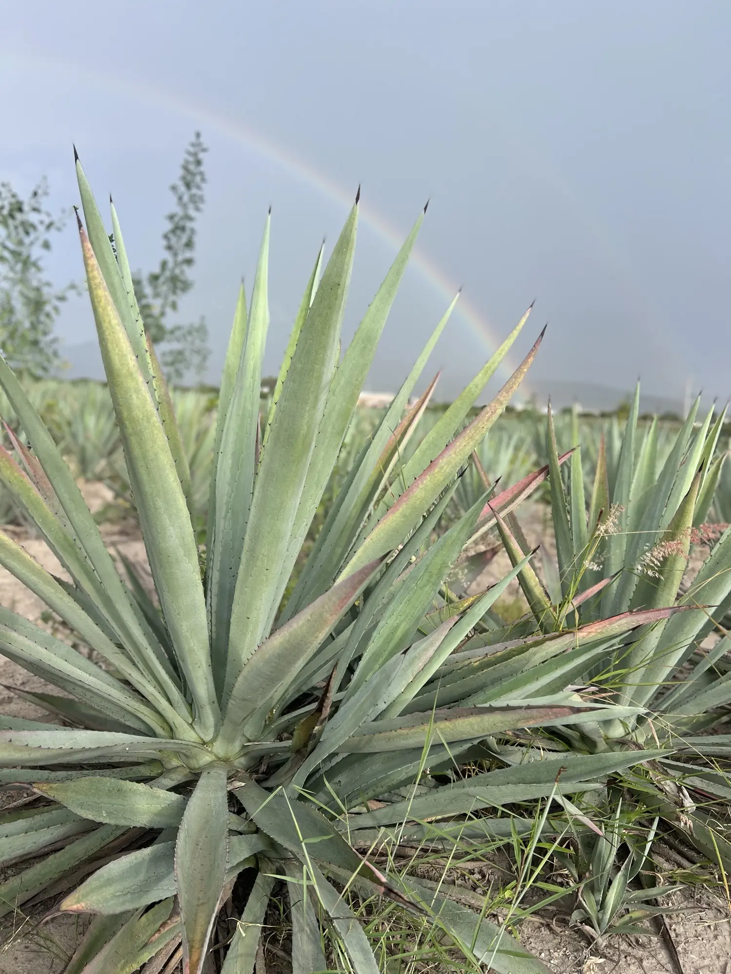 Campo de agave Espadín en Oaxaca al amanecer